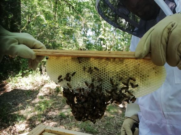 Récolte du miel Harmonie & Naturo Caroline Granziera à trentels