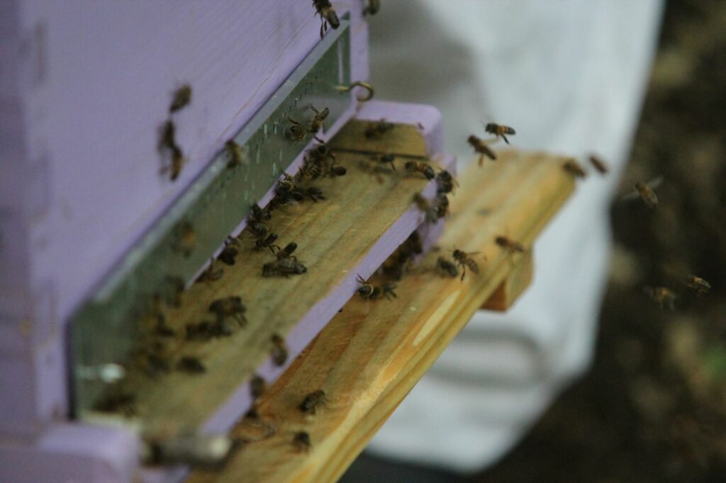 Abeille près des ruches d'harmonie & Naturo à trentels