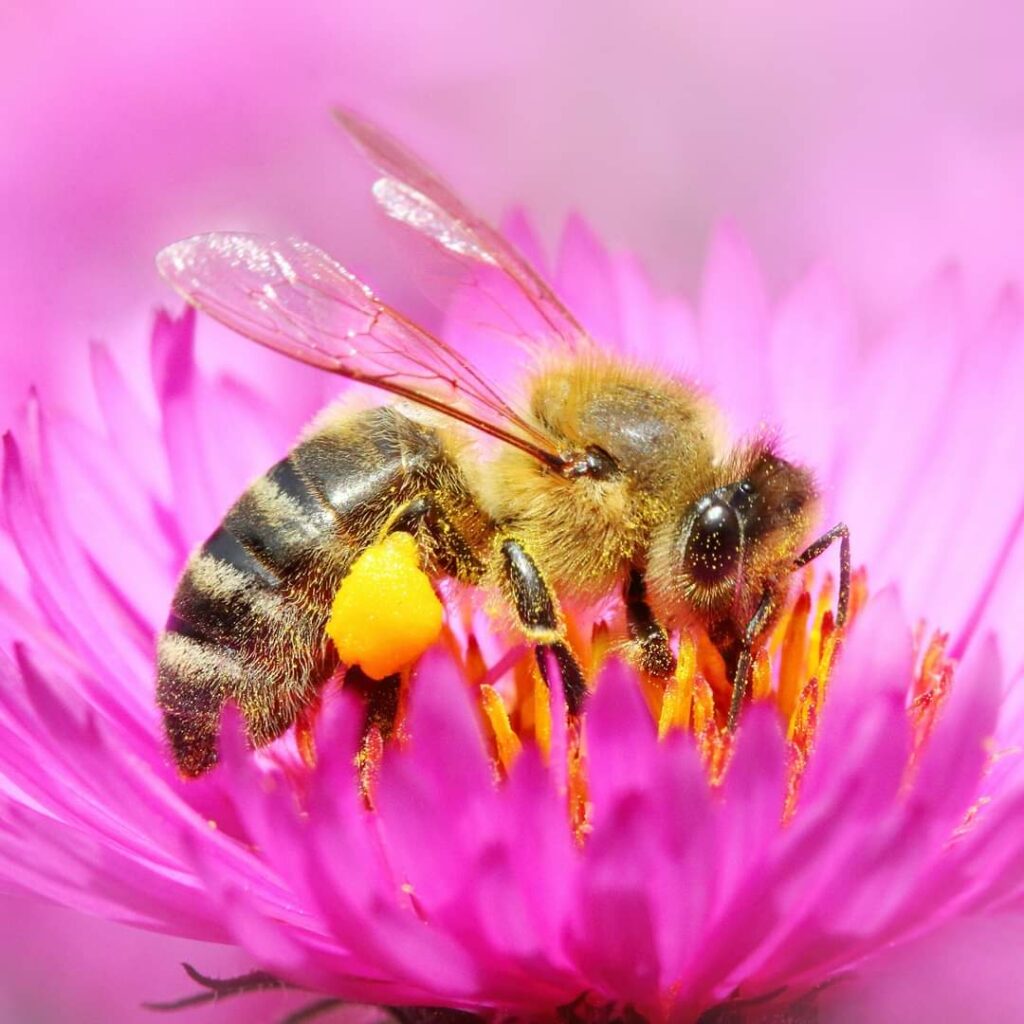 Abeille qui butine, produit des abeilles Harmonie & Naturo à trentels
